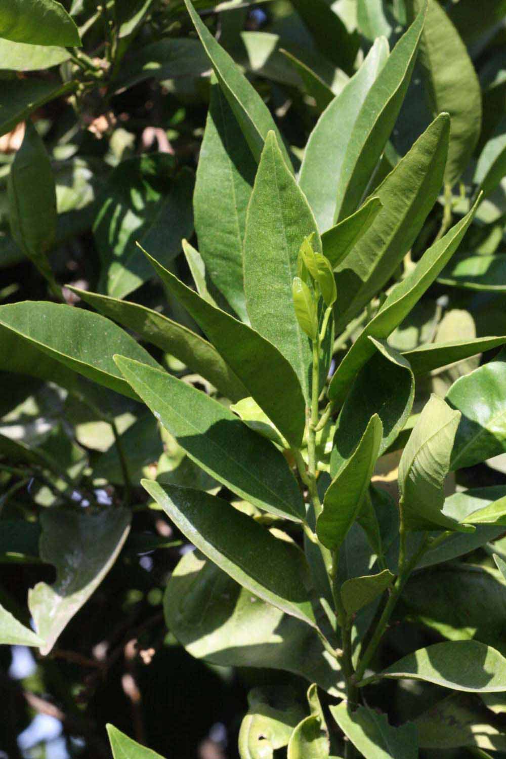              Sun leaves (Riverside, CA)       